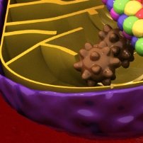 Calcium signaling research tools calcium signaling research tools