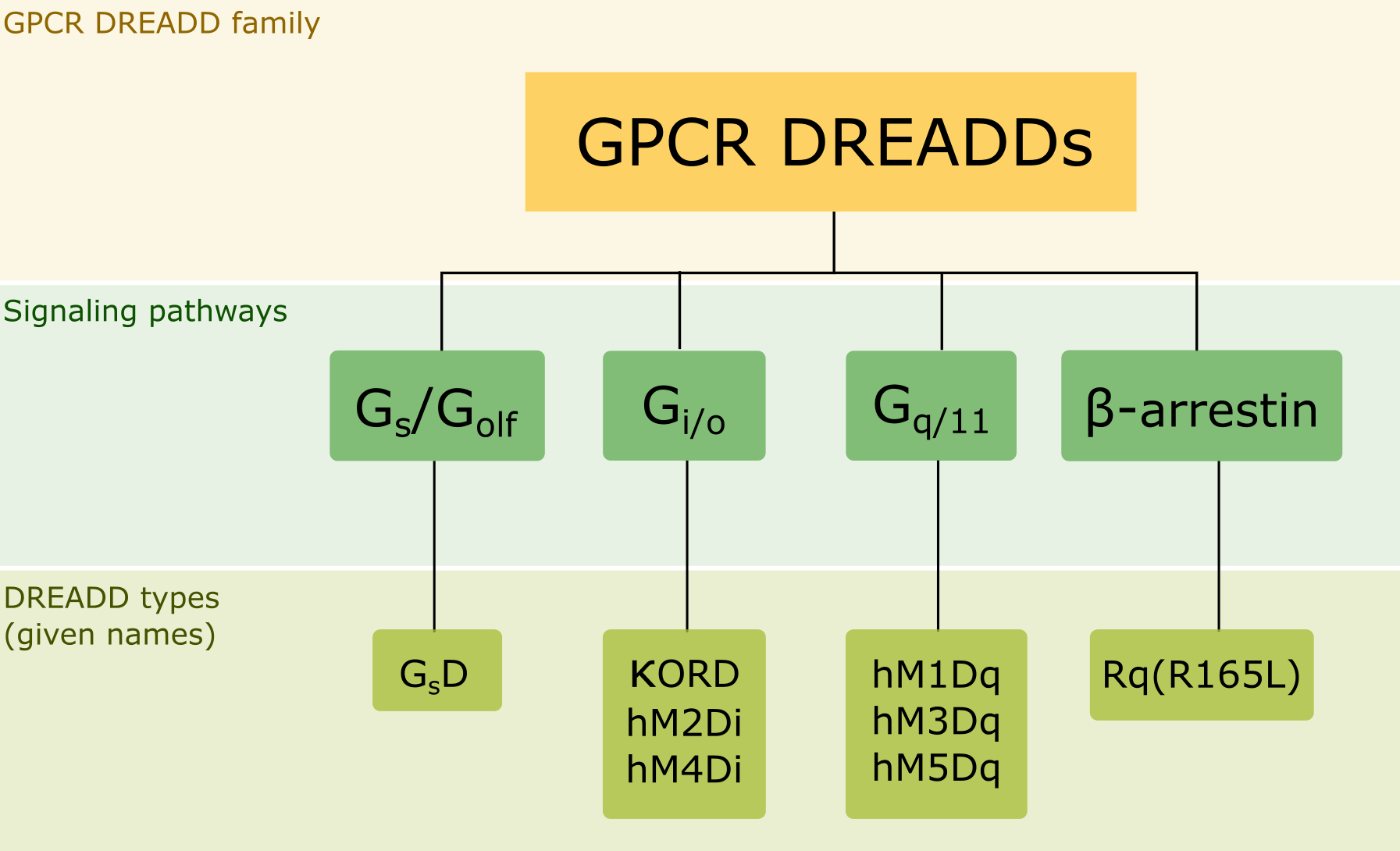 Categorization of DREADDs according to signal transduction mechanisms that they tether