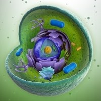 Enzyme inhibitors and activators Enzyme inhibitors and activators