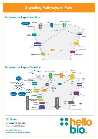 Signaling pathways in pain Signaling pathways in pain